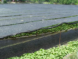 Wasabi Farm